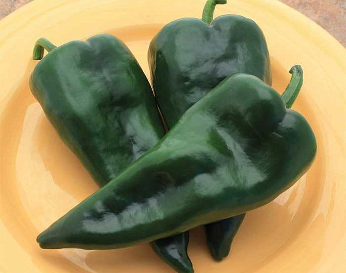 Ancho Pepper Mosquetero Hybrid 80-90 Days A poblano (ancho) that stands out in the crowd for big healthy plants with loads of very large, smooth, dark green, two lobed fruits.