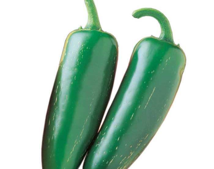 Mucho Nacho Jalapeno Pepper 68-70 Days A mucho impressive jalapeno from Mexico, with a big and powerful taste!