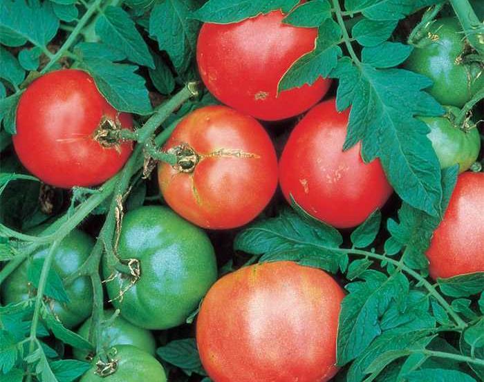 Arkansas Traveler Tomato 90 Days Bred at the University of Arkansas by Joe McFerran as an updated version of the region's famously high