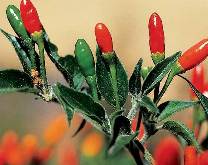 Pequin Pepper 105 Days Numerous, very hot, pendant fruits, cover bushy plants and