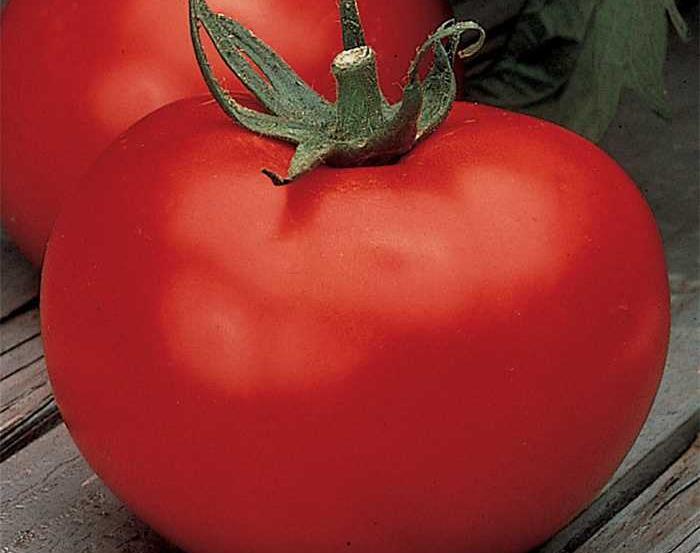 Better Boy Tomato 75 Days (VFNASt LB) A spectacular, midseason variety with plump, juicy, deep red tomatoes that often weigh more than one pound. And once they arrive they just keep on coming!