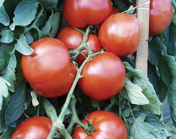 BHN 444 75 Days (VFFTSt TSWV) Reliable, all-around quality and healthy yields. Resistant to Tomato Spotted Wilt.