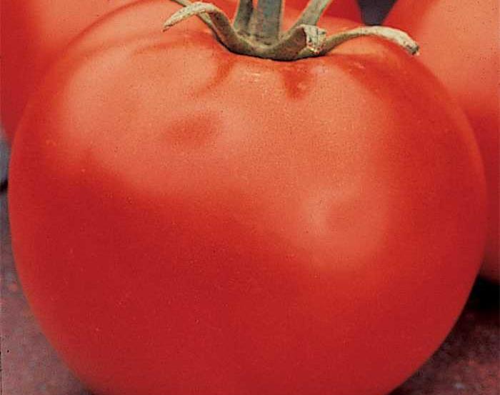 Celebrity Hybrid Tomato 70 Days 1984 AAS Winner.