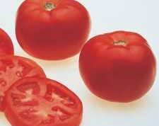 Early Girl Hybrid Tomato 57 Days (VFF) It's hard to find tasty, full-sized fruits like this extra-early in the season! Meaty, ripe, red fruits, 4 to 6 oz.