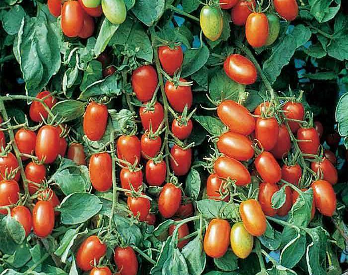 Juliet Hybrid Tomato 60 Days (EB) 1999 AAS Winner! Famous for yielding the first elongated, grape-like fruits that don't crack!
