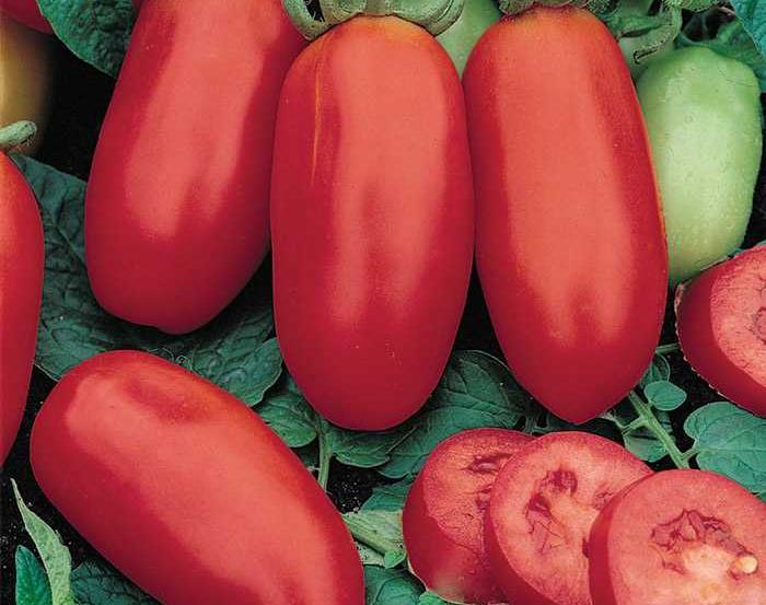 Roma Tomato San Marzano 80 Days A little later than Roma, with superb flavor in slightly rectangular-shaped fruits, 3-1/2" x 1-1/2", that