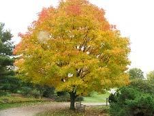 surface Common name Botanical name Height & Form/Shape Width Foliage Other features Pictures Sugar Maple Acer saccharum
