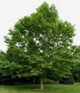 London Planetree, only broad leafed Platanus x acerifolia Bloodgood, Columbia or