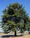 Willow Oak Quercus phellos 50 x 35 + Tall oval Green. Fall: gold brown Elegant classic shade tree.