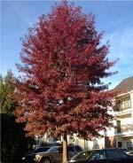 Fall: reds to yellow russet Fast grower. High branching good for big lawns, parks.