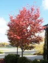 2.) SMALL TREES spaced 20 apart or less; in planting areas 4 wide+ Common name Trident Maple Trees up to 25 tall & greater than 16 wide at maturity Spaced on center at the width of their expected