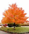 3.) MEDIUM AND NARROW TREES spaced 25 apart or less Common name Pacific Sunset Maple Trees 25 40 tall & up to 25 wide at maturity Spaced on center at the width of their expected mature dripline, or