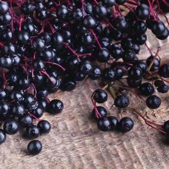 As one of the leading producers of cultivated elderberries we