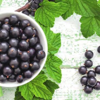 Iprona is the world s largest supplier of black elderberry (Sambucus Nigra), and the only company using membrane enrichment to manufacture polyphenol-standard extracts sold under the brand name