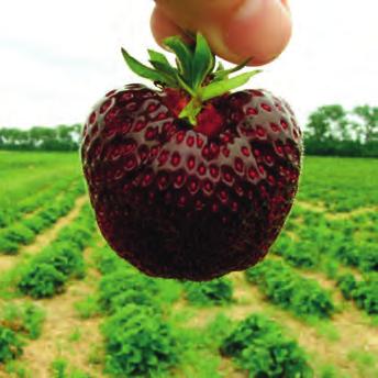 This means that Berry- Pharma extracts are kosher- and halal-certified as well as being non-gmo-verified.