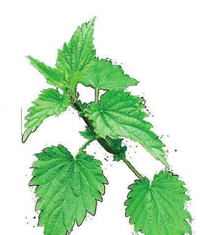 cost : free Preparation : For 10L of solution Coarsely chop 1kg of nettles or comfrey leaves and put them in a big wooden or plastic container (a barrel, a big bucket or a dustbin, for example) but