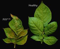 variety and one global variety USAID/MSU GRANT Goal: Late blight resistant