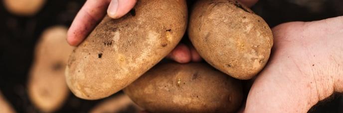 Simplot Plant Sciences Tech Pipeline Goal: Raise potato yields by 50% in 20 years Russet Burbank, Ranger Russet,