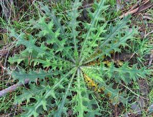 The second difference is that while spread by seed is relatively unimportant in creeping thistle, spear thistle s sole method of survival is by seed.