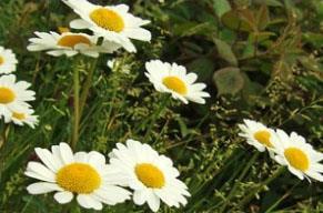 In the adult stage the finely divided leaves combined with large attractive daisy like flowers will guide you to the identification of this species.