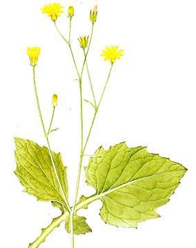 The seedling is rather nondescript and the yellow flowers can look rather similar to other weeds of the same family such as smooth