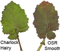 And it s still is a problem in brassicas especially in swedes where there are no effective herbicides available to control it. It s also responsible for hosting a variety of brassica problems e.g. club root and cabbage root fly.