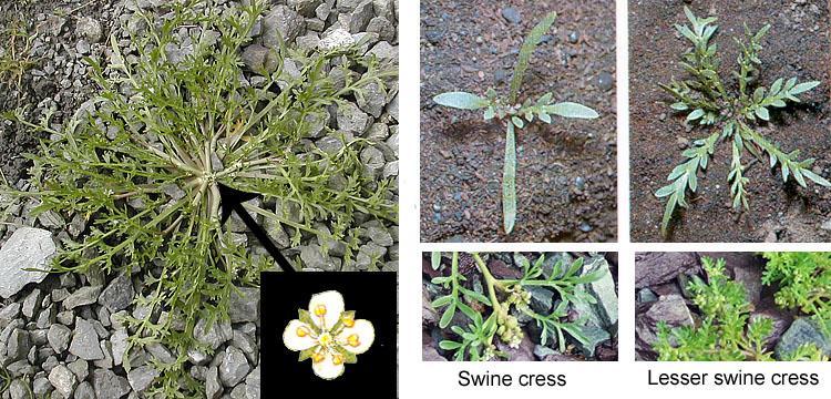 Swine Cress Coronopsus squamatus (A) Swine cress is an occasional weed particularly in coastal counties that you ll come across in trampled ground conditions such as pathways, gateways and around