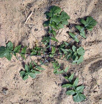 When you do find it in tillage fields it s usually growing on headlands or close to the ditch.