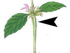 Hemp-nettle Galeopsis tetrahit (A) Hemp-nettle is an occasional arable weed that crops up in spring cereals and vegetable crops, particularly on