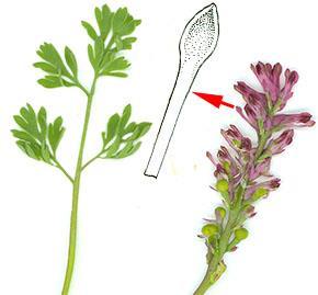 Its foliage is feathery in shape and is distinctly darker more blue-green in colour than the leaves of common ramping fumitory. The flower length is also smaller less than 1 cm.