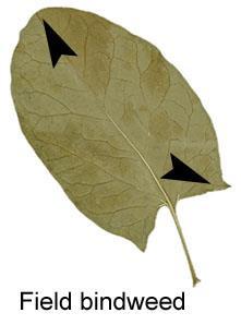 The characteristic feature is a leaf with three pointed lobes spear shaped. Very frequent.
