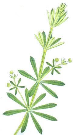 RUBIACEAE Cleavers (Robin-run-the-hedge) Galium aparine (A) Cleavers is an annual weed that s commonly found in both gardens and arable areas and is very competitive, especially in cereals.