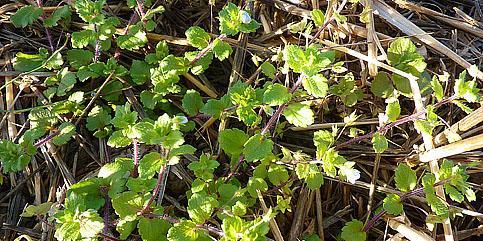 common field speedwell. As you can see from the chart it germinates and flowers throughout the year.