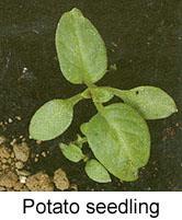 It also shows up in maize because nightshade is a late germinating weed. The cotyledons are sharply pointed and hairy.