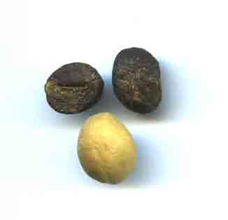 Defects from Arabica coffee include black, brown, vinegar, white, yellow, foxy bean (reddish) and Broca.