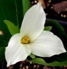 Trillium Jack in the Pulpit WILDFLOWER SEED Native Michigan Wildflower Seed Mix $22-1 oz. $80 - ¼ lb. $145 - ½ lb. $270-1 lb. A blend of 16 different perennials and 5 grasses all native to Michigan.
