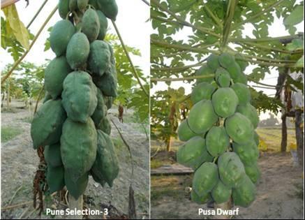 Saran et al. 577 Figure 1. Bumpy fruits of papaya. Figure 2. Deformed and normal seeds in papaya cultivar, Pune Selection-3. Table 3.