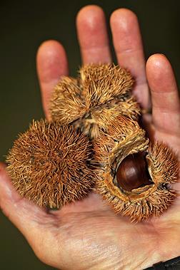 American chestnut leaves are smooth and hairless on both sides, while