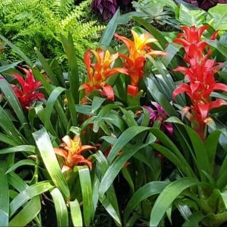 Page 10 18 Guzmania Mixed colours Guzmanias thrive in temperatures of at least 55 F. (13 C.