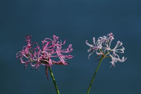 Page 11 22 Nerine Flexuosa (Mature Bulbs) Bulbs on offer are mature flowering size bulbs. This is a rare variety. Plant in semi shade well drained soil in pots or garden beds.