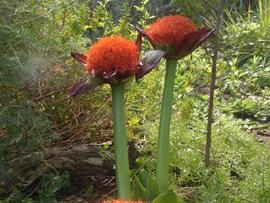 South Africa s most striking bulbous plants. It grows naturally in shady areas. Easy to grow; it prefers partial shade but can tolerate deep shade and frost.