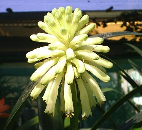 Drought resistant Feature plant R35 R100 28 Veltheimia Bracteata Lemon Yellow The rare yellow formof the