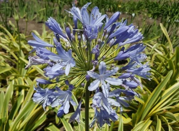Page 5 3a Agapanthus Broadleaf Variegated (new rare, limited) It has broad