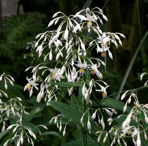 the New Zealand Rock Lily isa clump-forming, herbaceous, perennial plant that