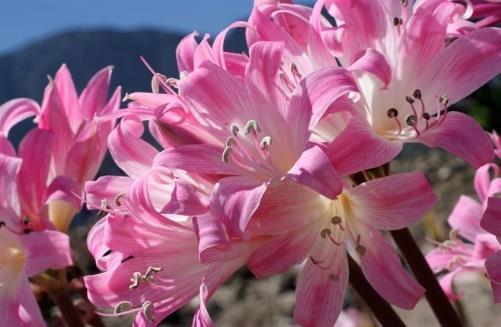 5 Amaryllis Belladonna Pink Planted from November to January, with the neck at or