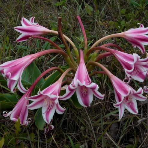 Page 7 7 Crinum Delagoense Crinum Delagoense is indigenous to Southern Africa with very