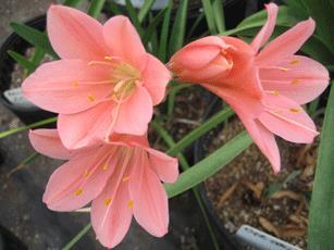 George lily and also originally from the Southern Cape and now grown world-wide for its