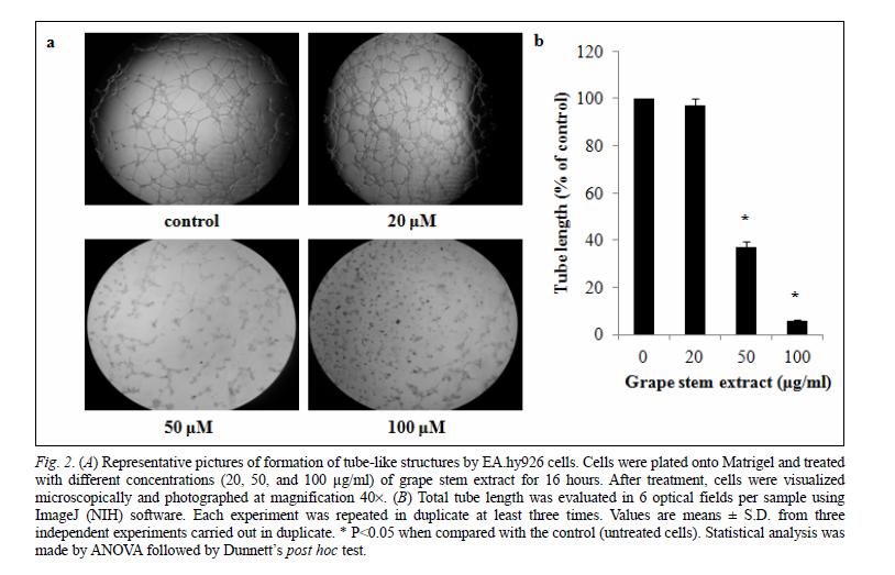 Grape stem extracts inhibit in vitro angiogenesis