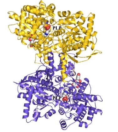 The dimer of glycogen phosphorylase with quercetin bound (the cofactor PLP is also shown to mark the