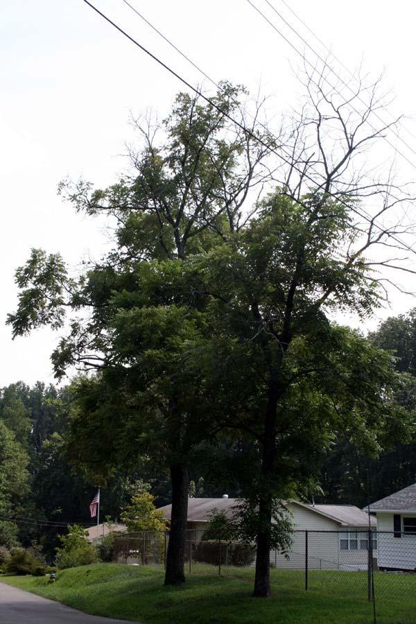 In July 2010 thousand cankers disease was found over an extensive area around Knoxville, Tennessee, the first finding of TCD within the native range of J. nigra.